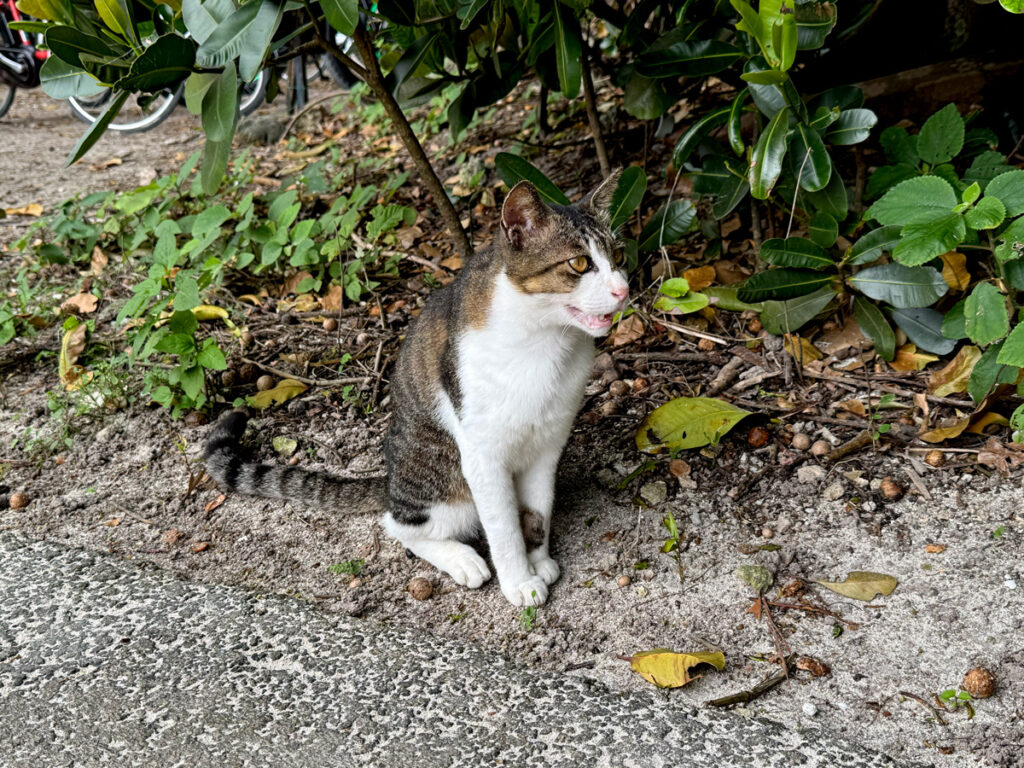 カイジ浜 島猫